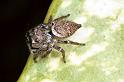 Euryattus_bleekeri_F0769_Z_85_Palmerstone park_Australie